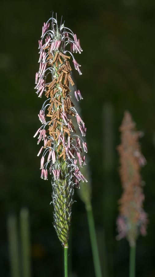 Alopecurus pratensis ?